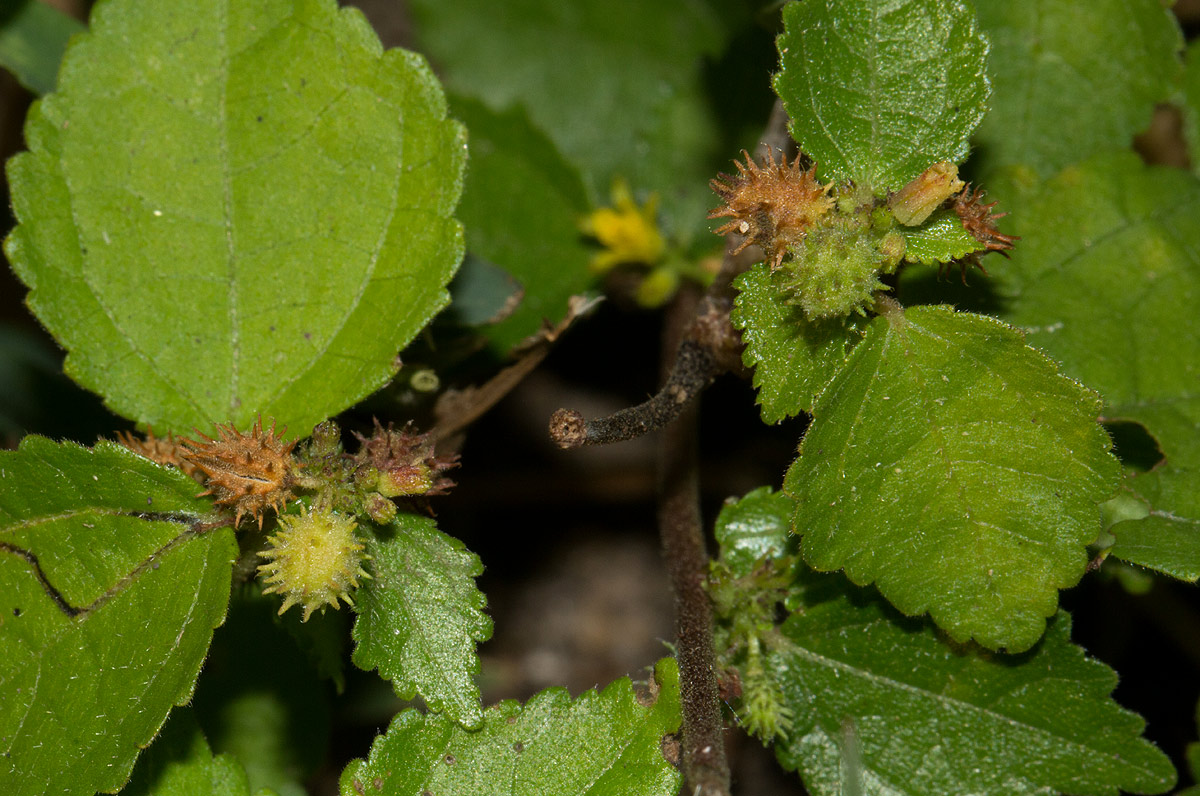 Triumfetta pentandra