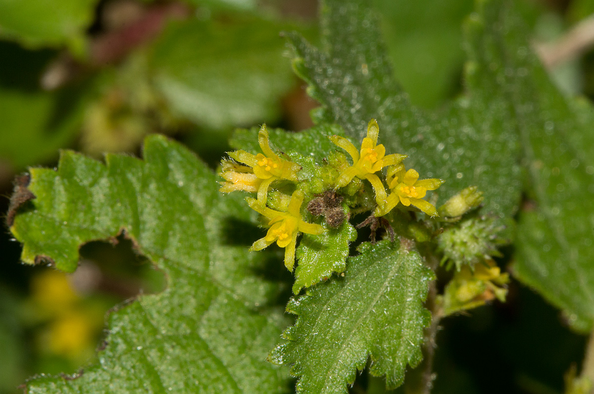 Triumfetta pentandra