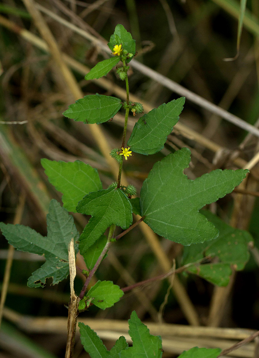 Triumfetta pentandra