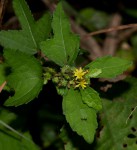 Triumfetta pentandra