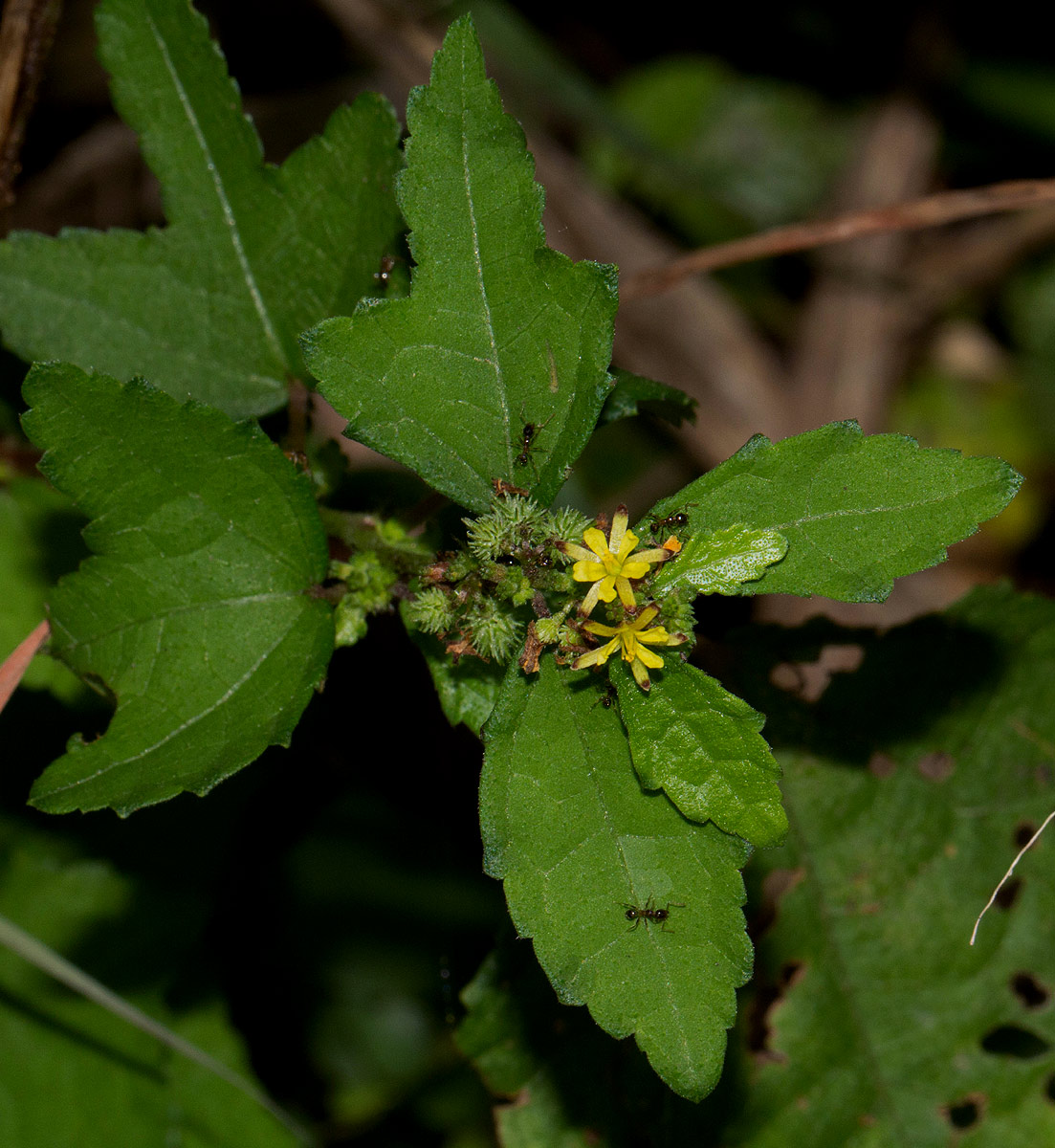 Triumfetta pentandra