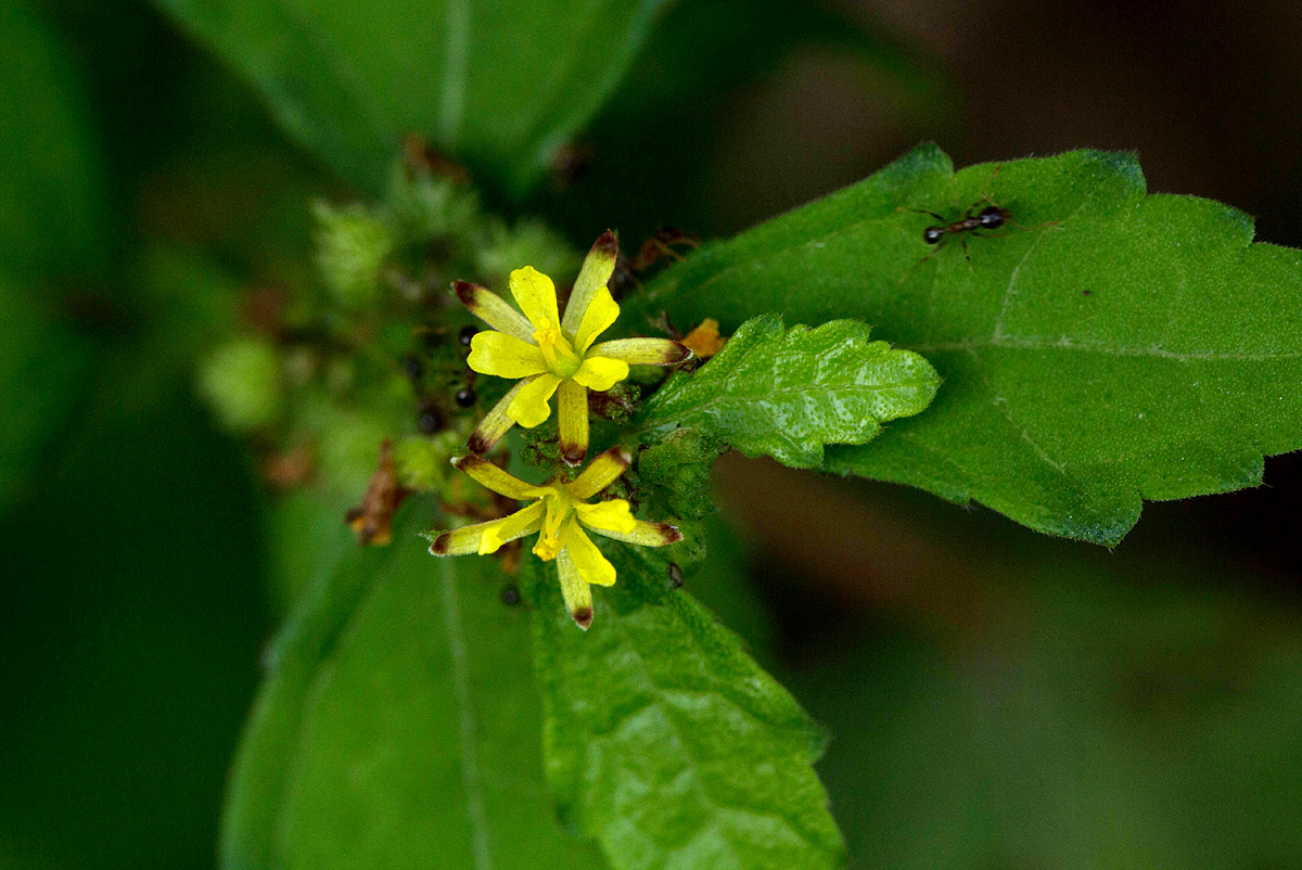 Triumfetta pentandra