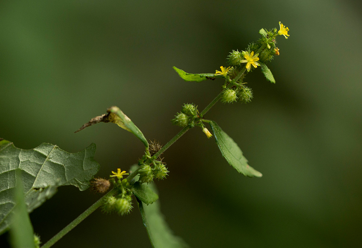 Triumfetta pentandra Triumfetta pentandra