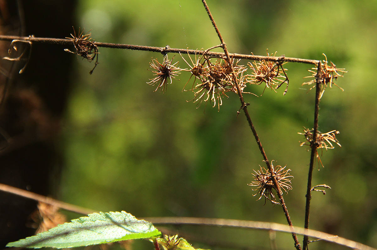 Triumfetta pilosa var. glabrescens