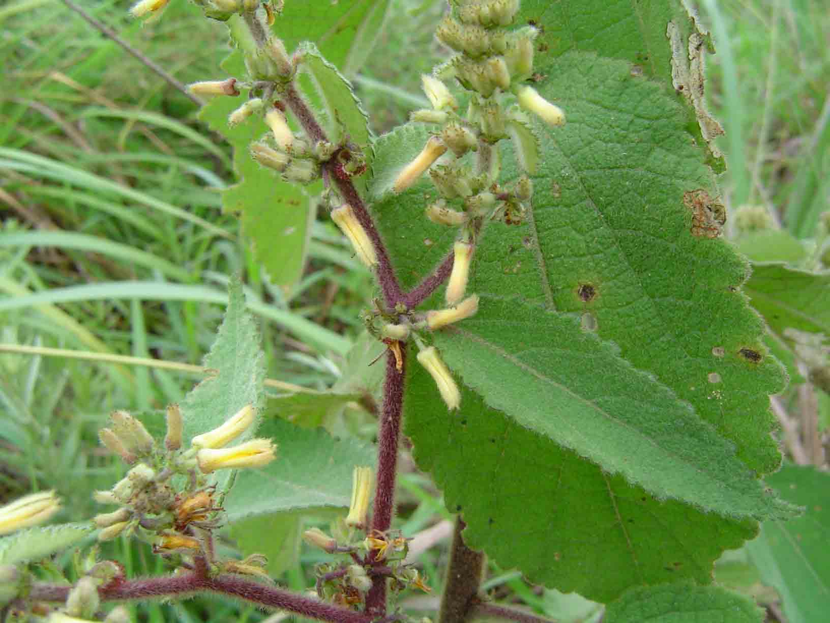 Triumfetta pilosa var. pilosa