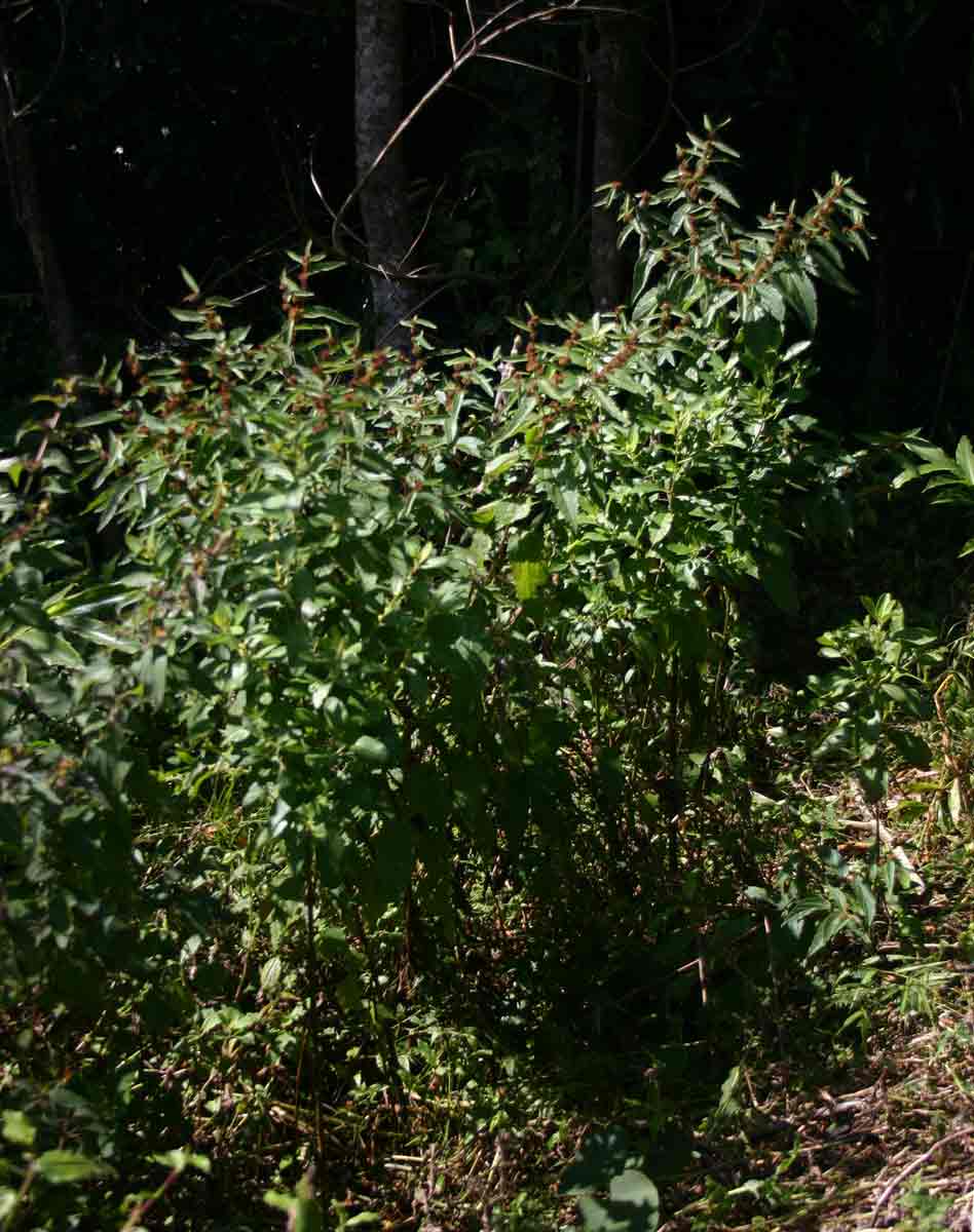 Triumfetta pilosa var. pilosa