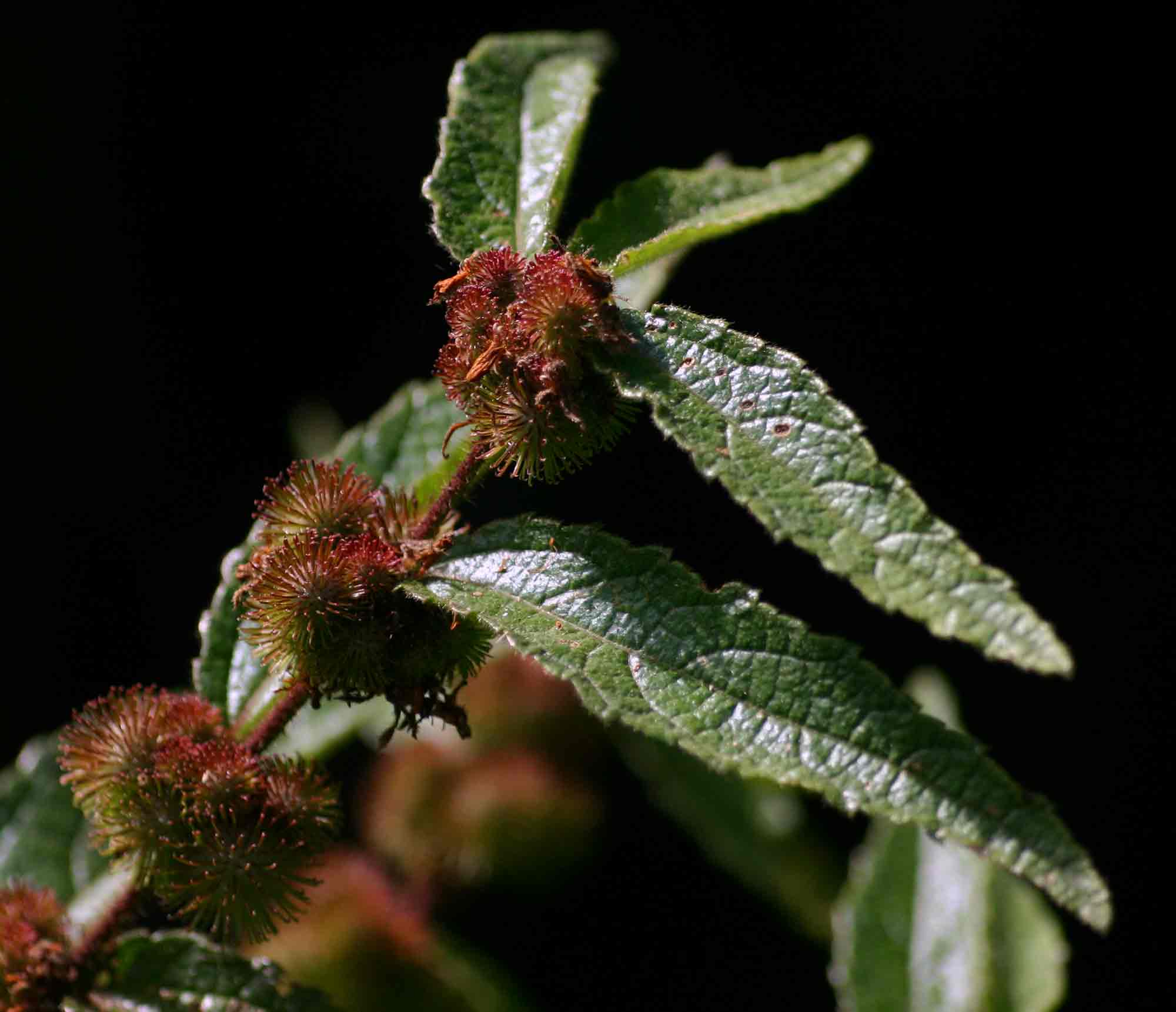 Triumfetta pilosa var. pilosa
