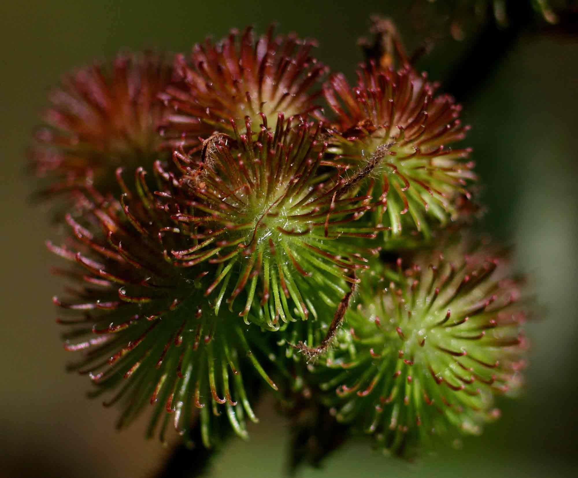 Triumfetta pilosa var. pilosa