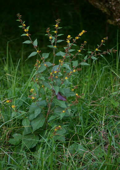 Triumfetta rhomboidea Triumfetta rhomboidea