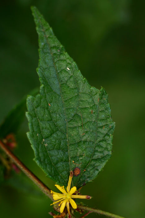 Triumfetta rhomboidea Triumfetta rhomboidea