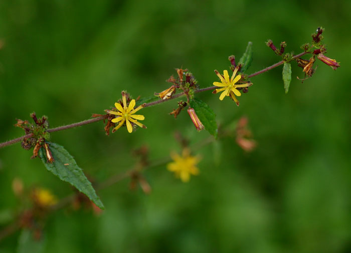 Triumfetta rhomboidea Triumfetta rhomboidea