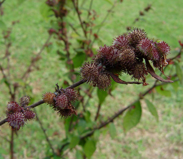 Triumfetta rhomboidea Triumfetta rhomboidea