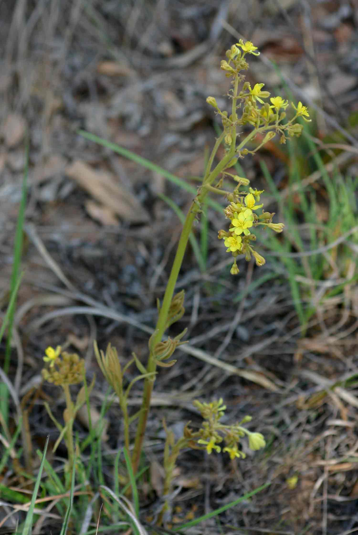 Triumfetta welwitschii