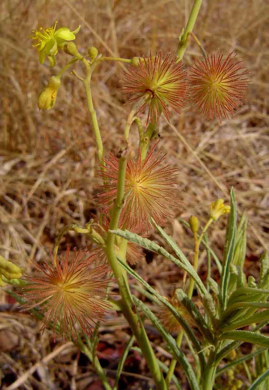 Triumfetta welwitschii