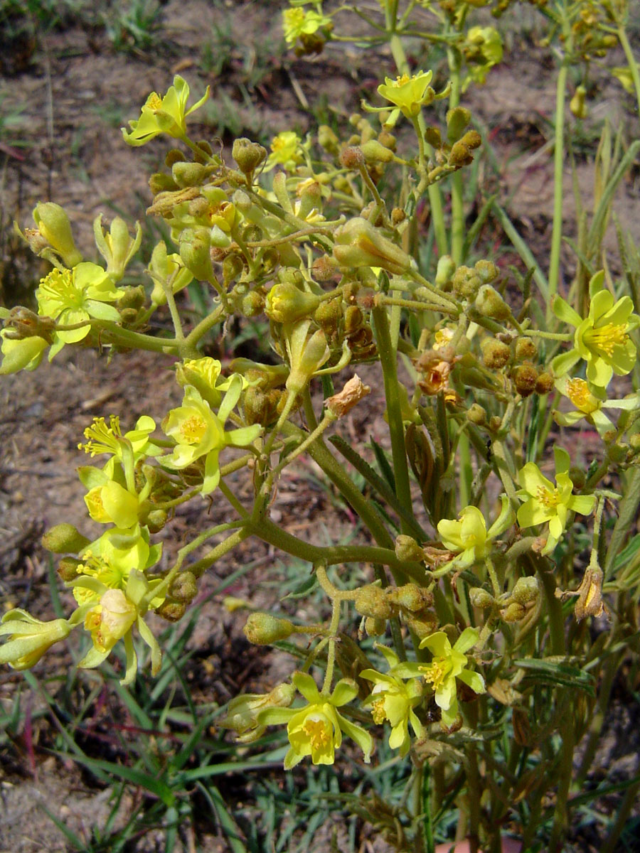 Triumfetta welwitschii Triumfetta welwitschii