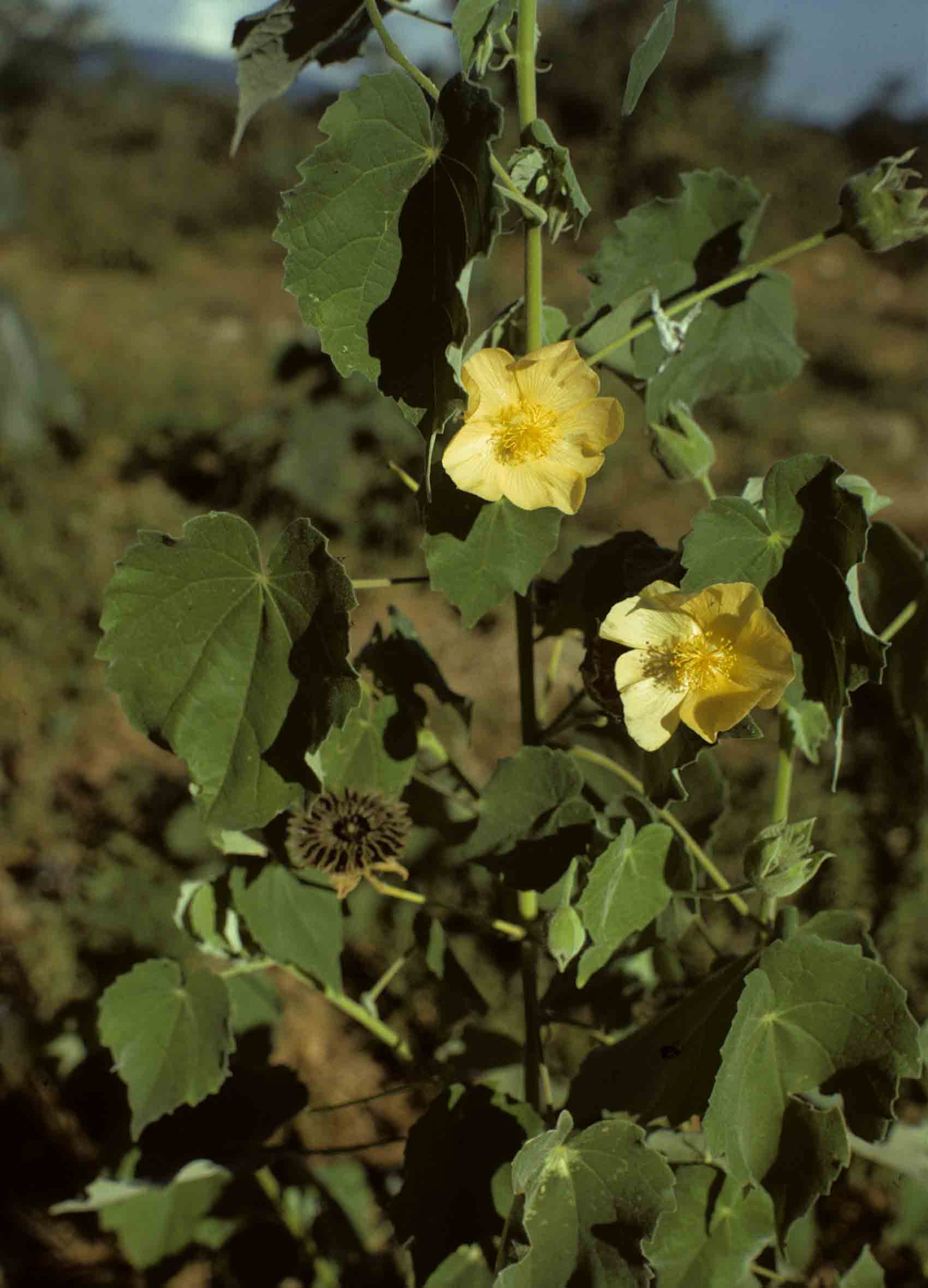 Abutilon angulatum var. angulatum