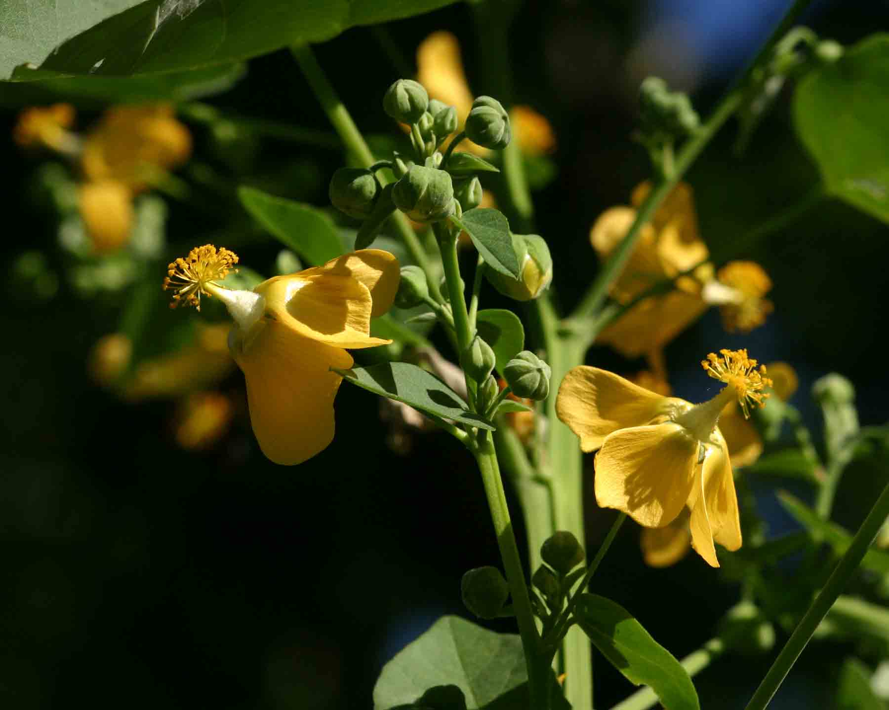 Abutilon angulatum var. angulatum