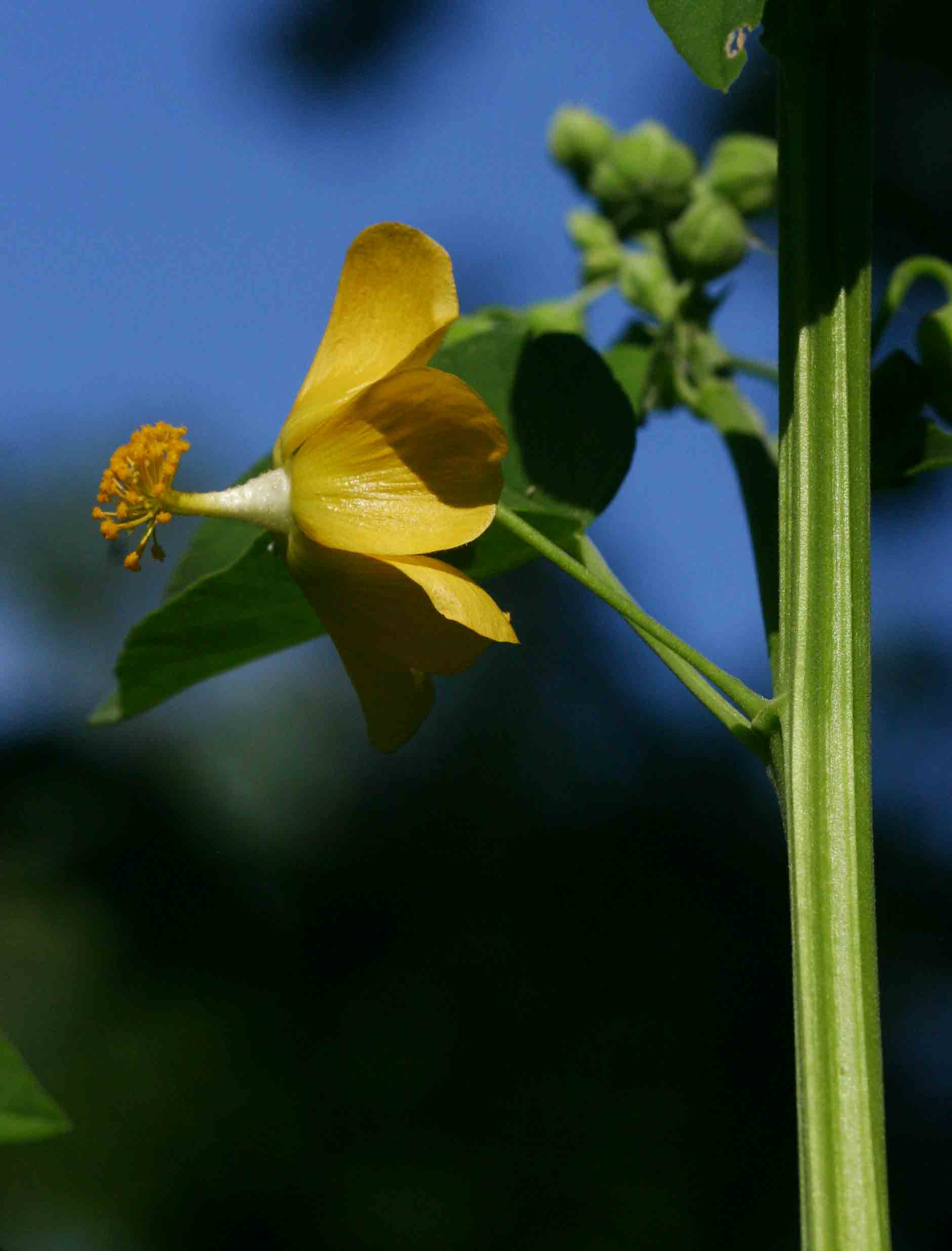 Abutilon angulatum var. angulatum