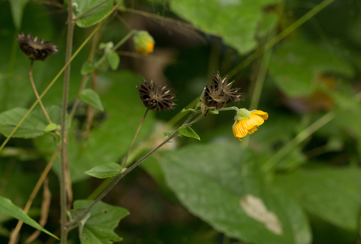 Abutilon lauraster