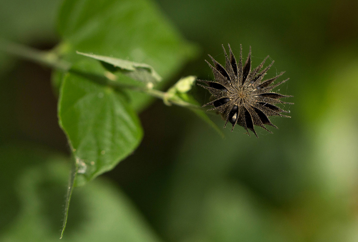 Abutilon lauraster