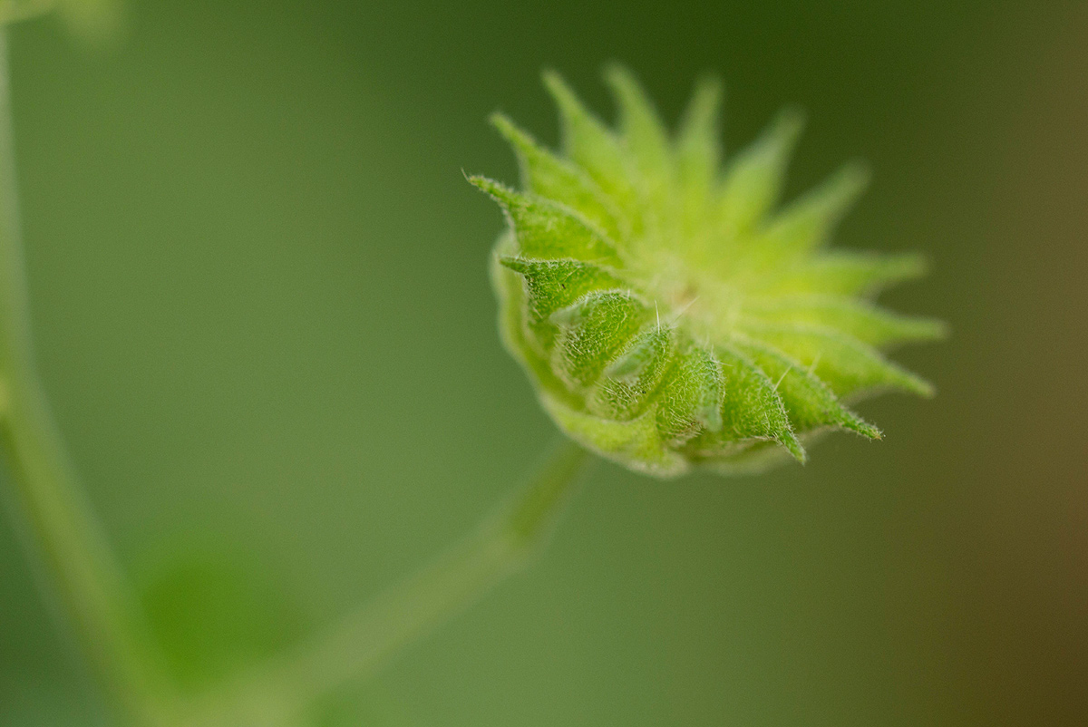 Abutilon lauraster