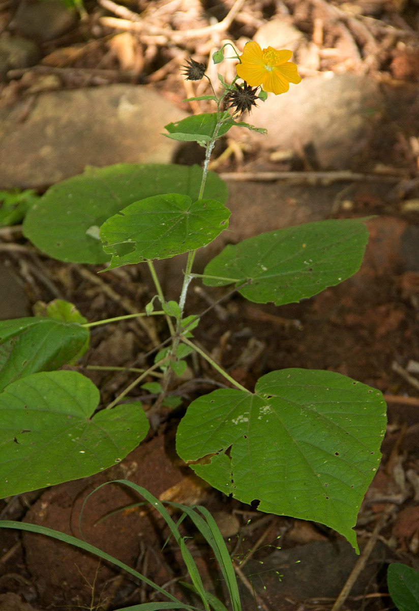 Abutilon lauraster
