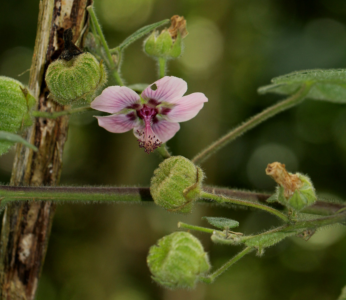 Abutilon longicuspe