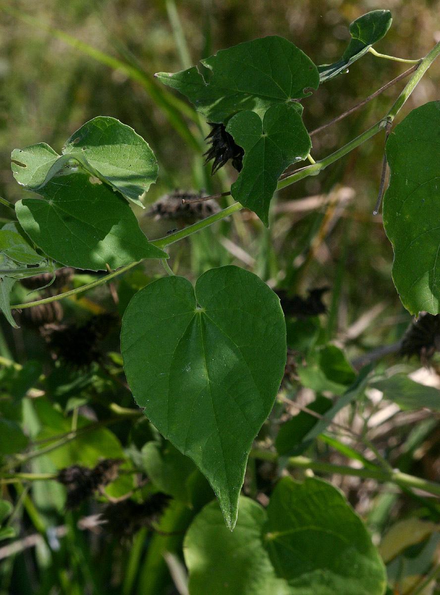 Abutilon mauritianum