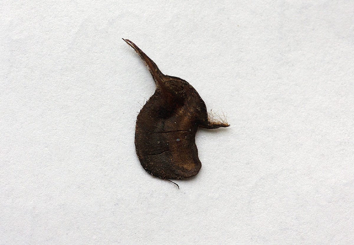 Abutilon mauritianum