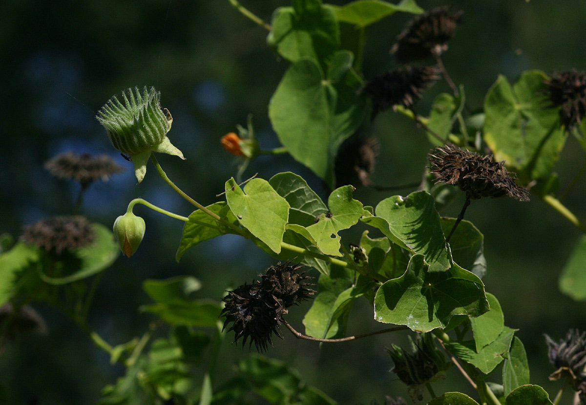 Abutilon mauritianum