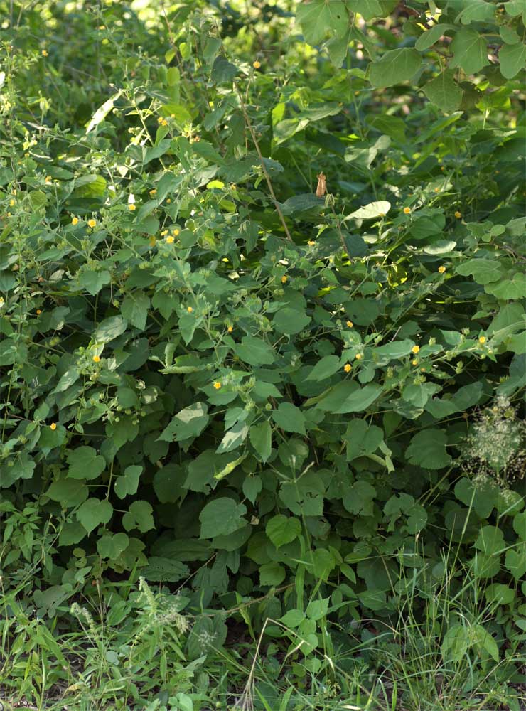 Abutilon ramosum