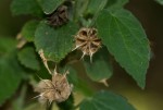 Abutilon ramosum