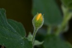 Abutilon ramosum