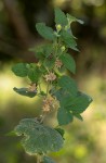 Abutilon ramosum