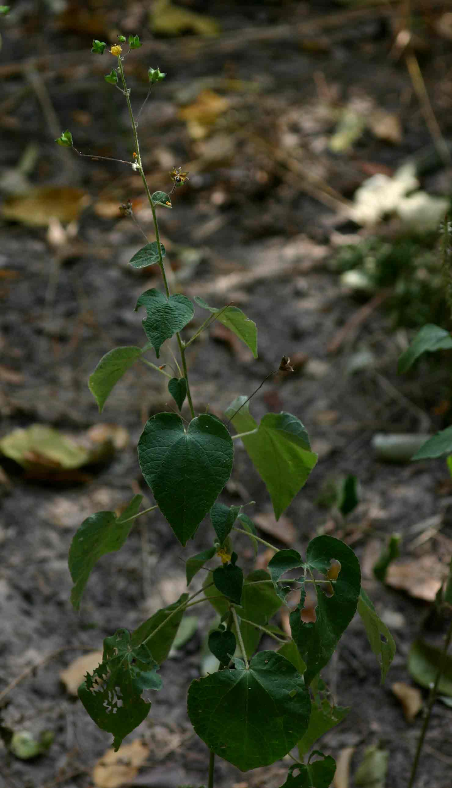 Wissadula rostrata