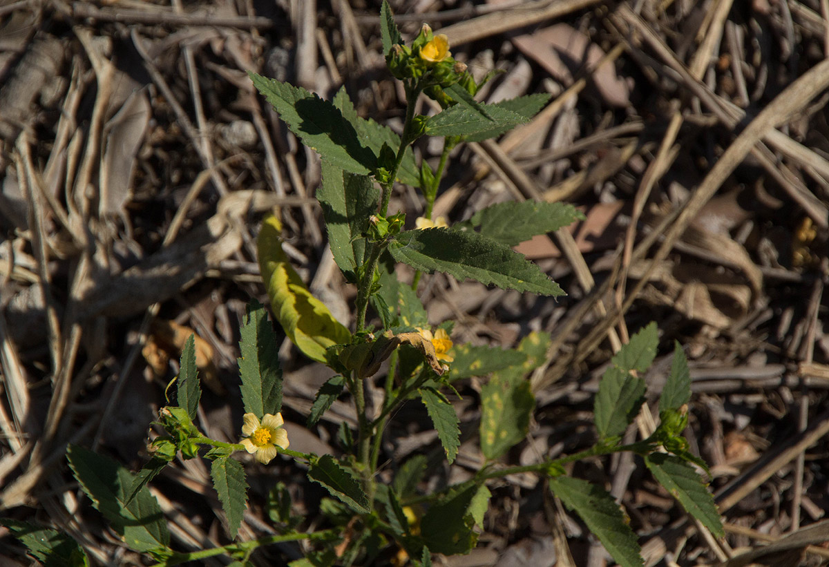 Sida acuta Sida acuta
