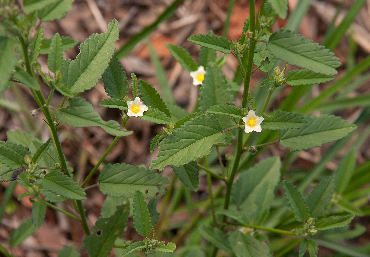 Sida alba Sida alba