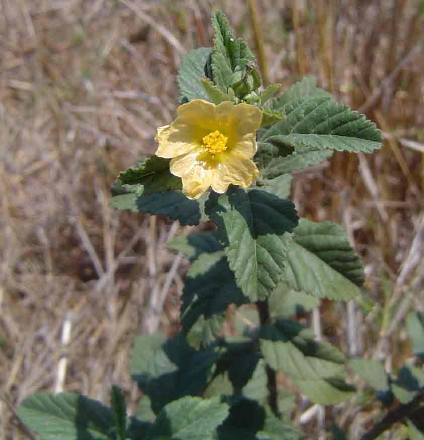 Sida cordifolia subsp. maculata