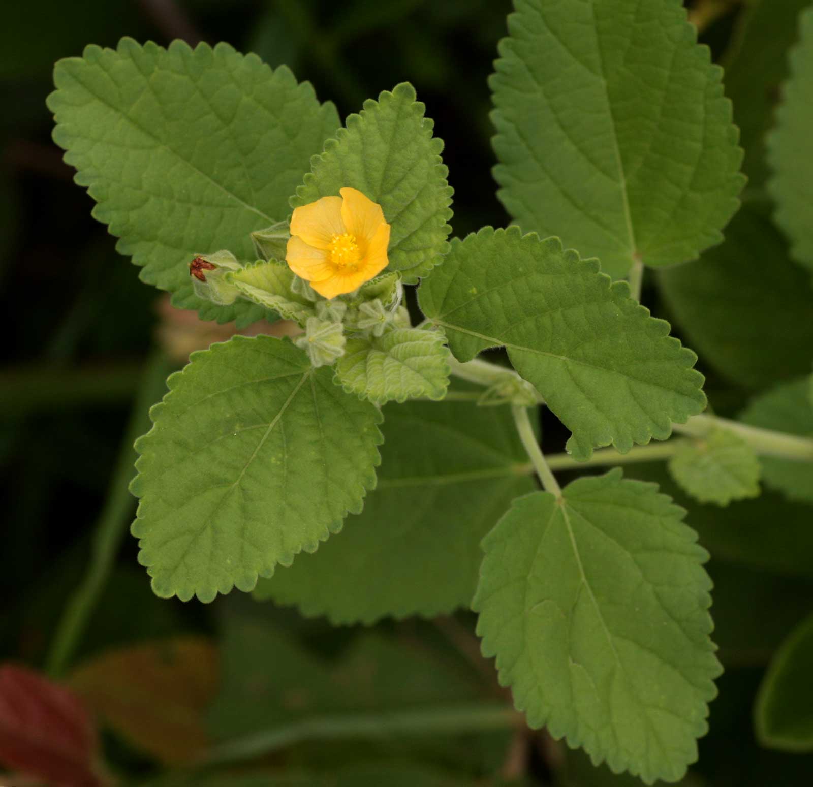 Sida cordifolia subsp. maculata