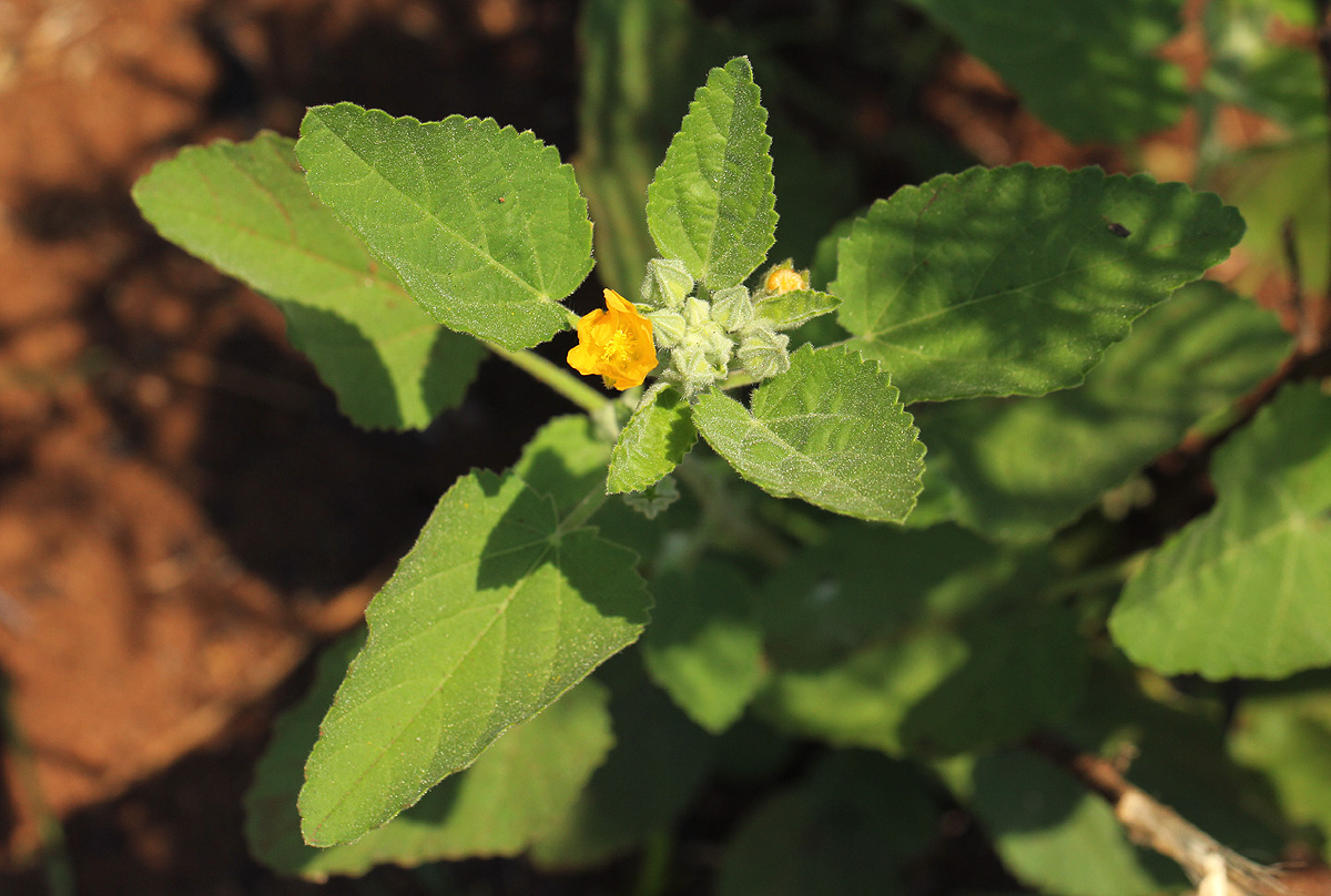 Sida cordifolia subsp. maculata Sida cordifolia subsp. maculata
