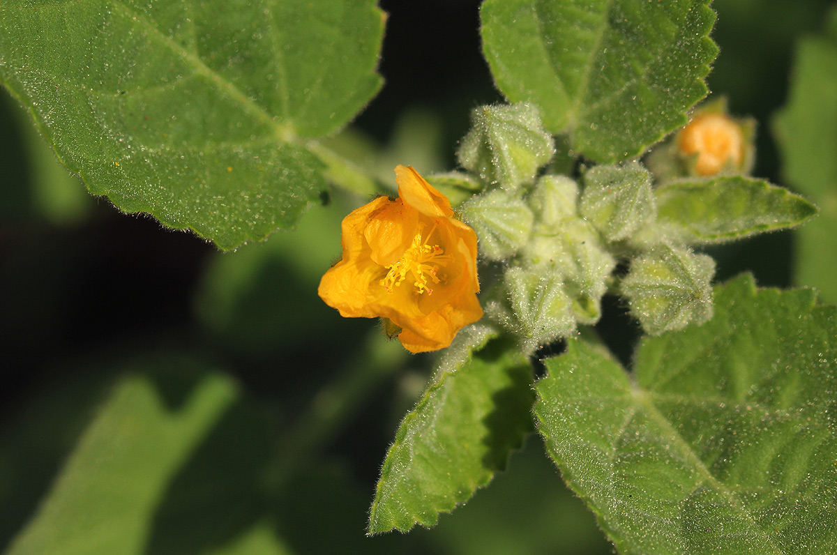 Sida cordifolia subsp. maculata