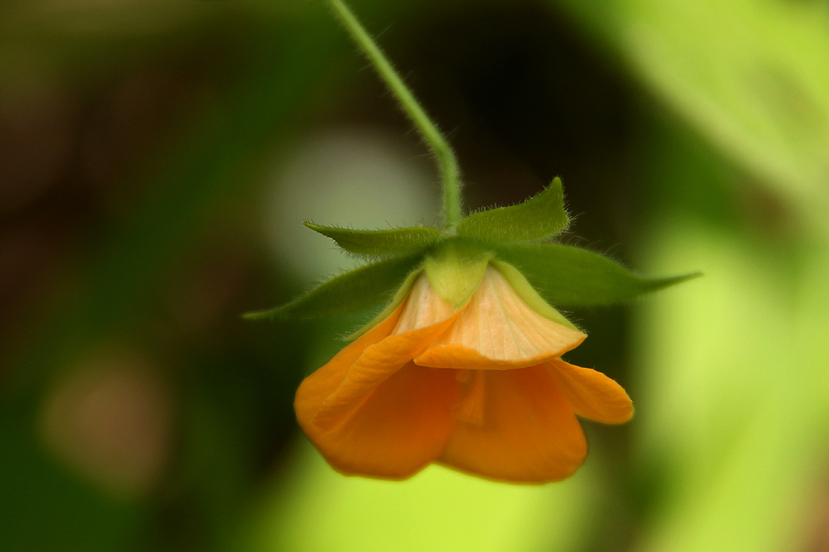 Pavonia burchellii Pavonia burchellii