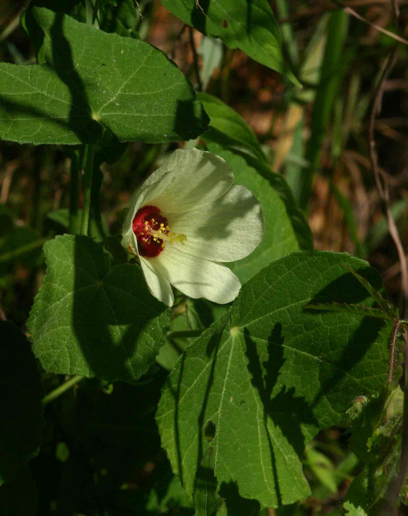 Pavonia senegalensis