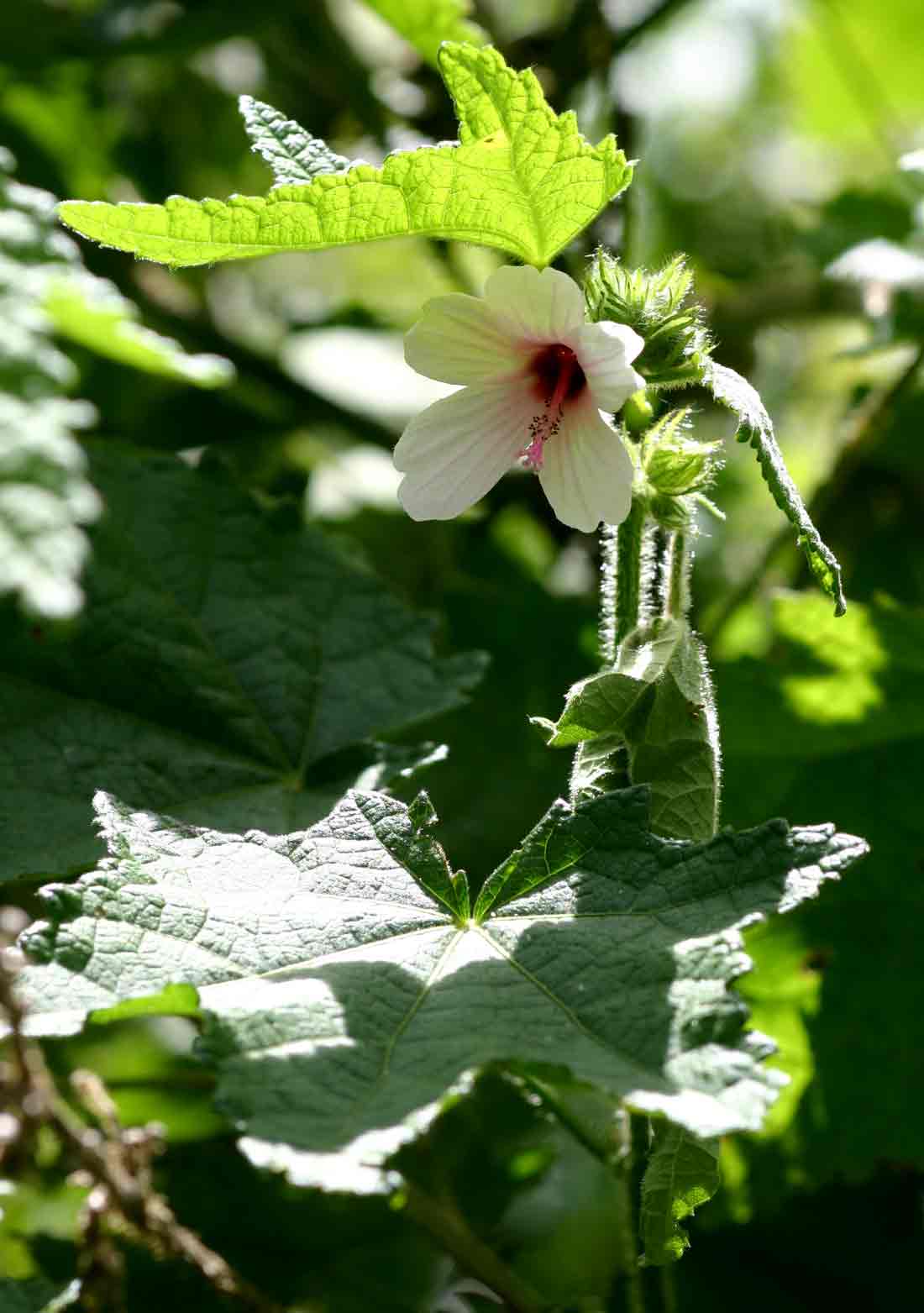Pavonia urens var. urens