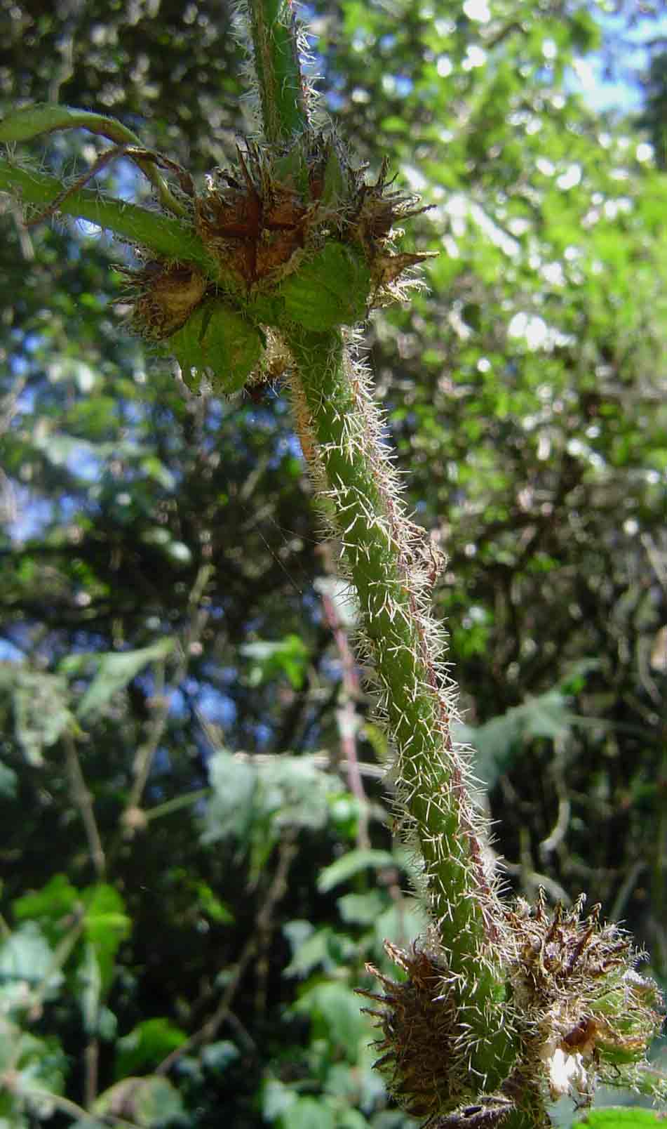 Pavonia urens var. urens