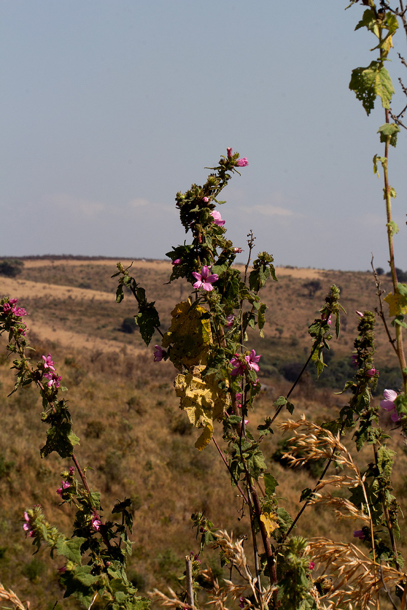 Pavonia urens var. urens
