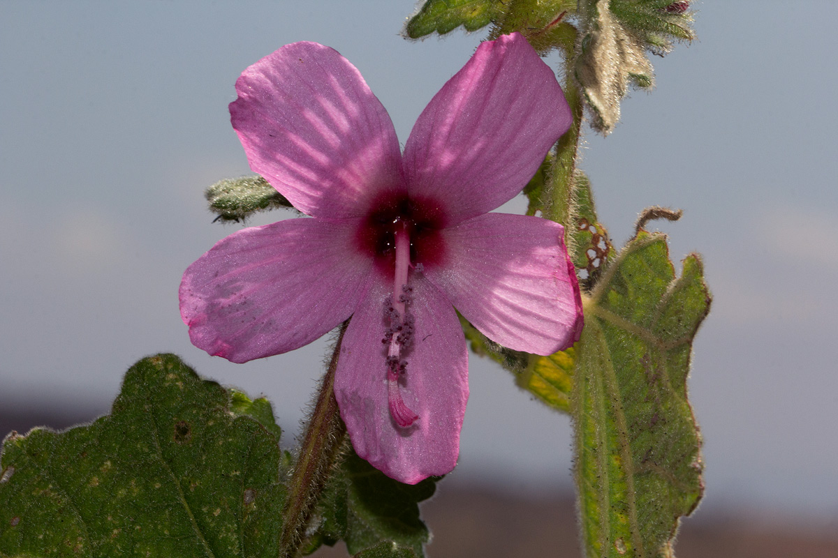 Pavonia urens var. urens