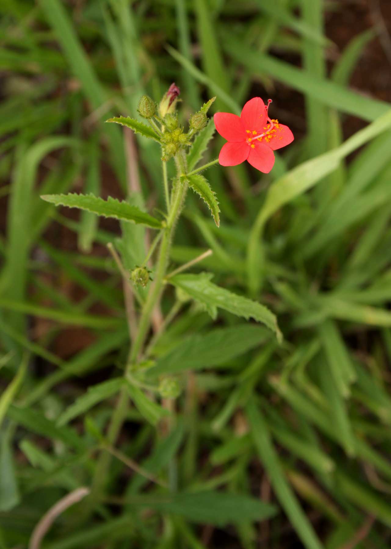 Hibiscus allenii