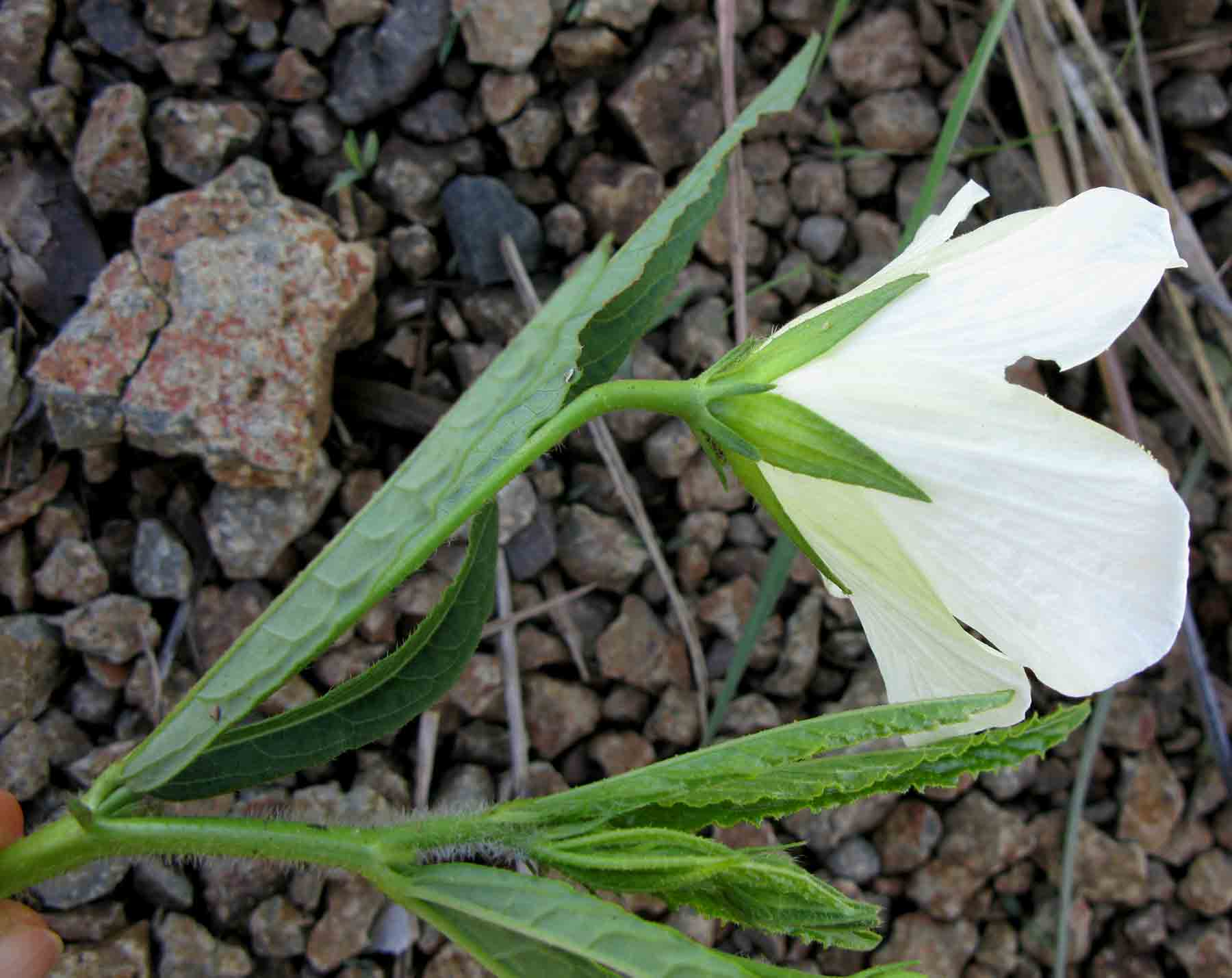 Hibiscus articulatus