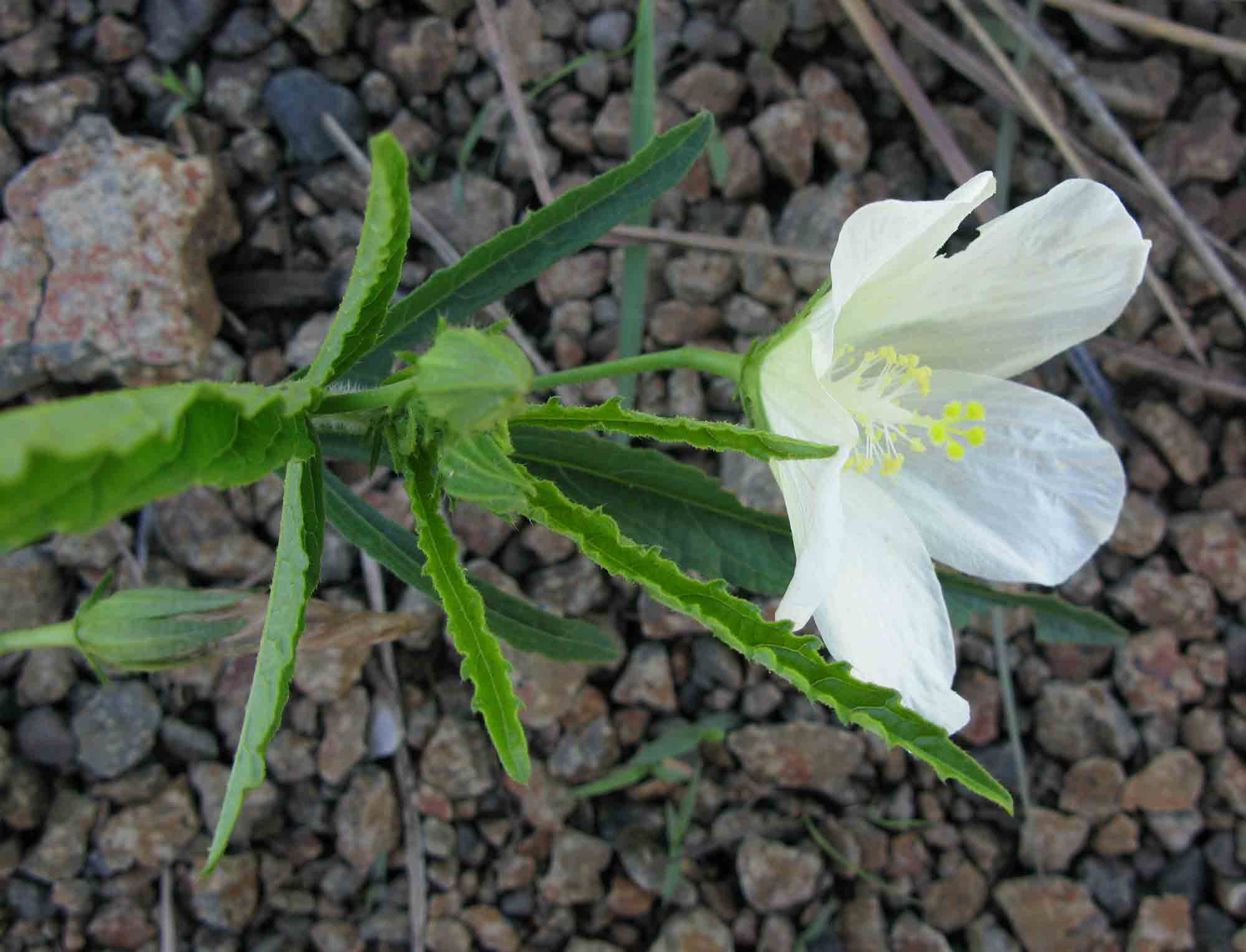 Hibiscus articulatus